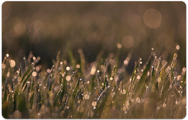 spring dew grass