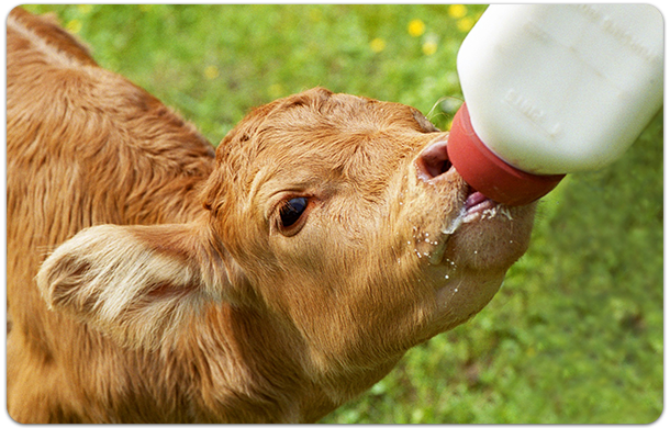 Bottle Feeding Calf