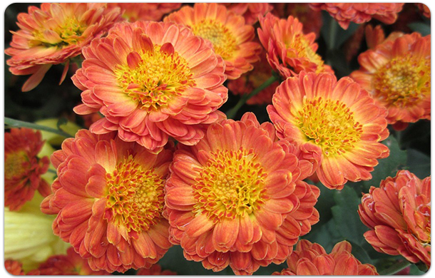 chrysanthemum
