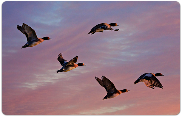 ducks