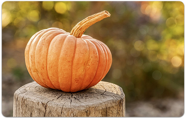 pumpkin patch