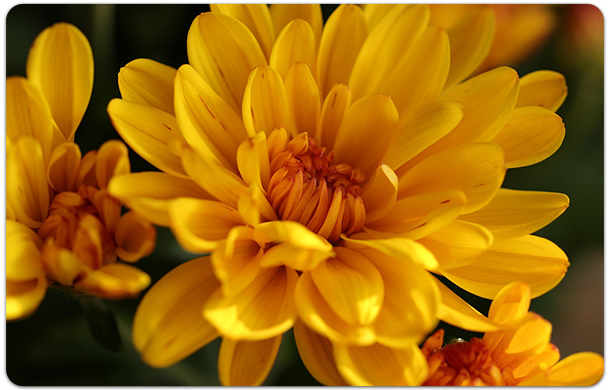 chrysanthemum