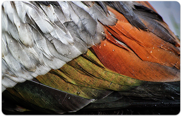 duck feathers