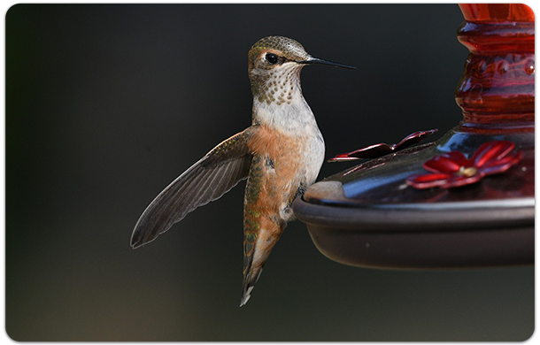 Image of hummingbird