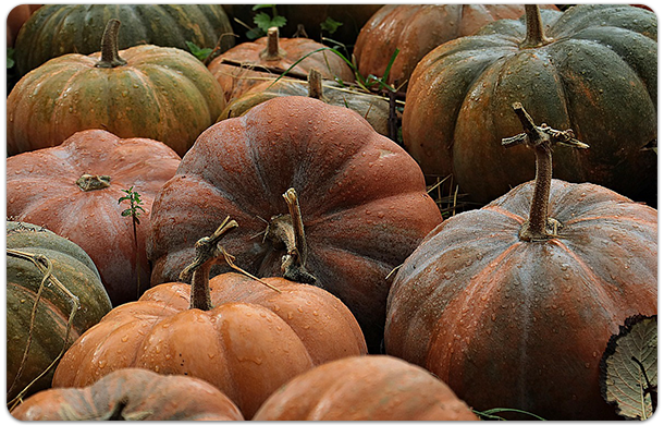 pumpkin patch