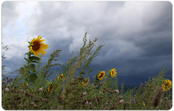 Image of sunflower