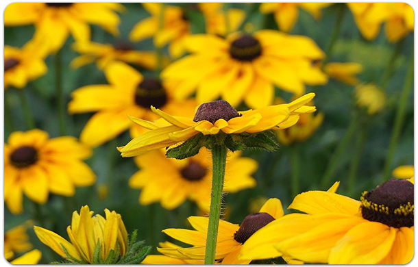 Wildflower